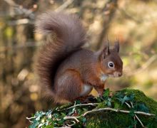 Red Squirrel