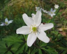 Wood Anenome