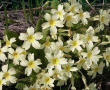 Wild Primroses