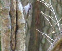 Treecreeper