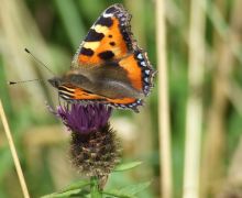 Tortoiseshell Butterfly