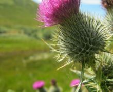 Thistles