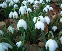 Snowdrops