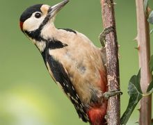 Woodpecker-E.jpg