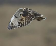 Short Eared Owl