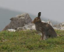 Mountain Hare