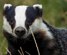 Badger-3-A.jpg