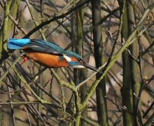 Kingfisher-diving-A.jpg