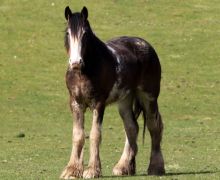 Clydesdale in Ettrick Valley