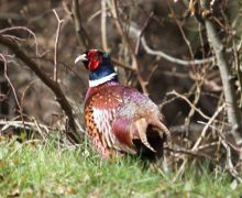 Pheasant