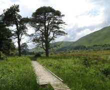 Boardwalk, Ettrick marshes