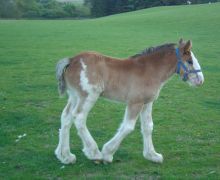 Clydesdale foal