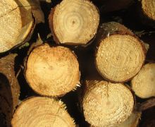 Cut Logs