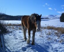 Clydesdale horse in winter