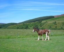 Clydesdale horse , Ettrick Valley