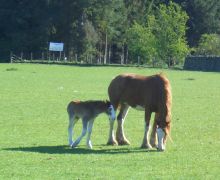 Clydesdale and her foal