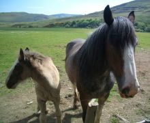 Clydesdale with foal, Ettrick Valley