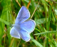 Common Blue Butterfly