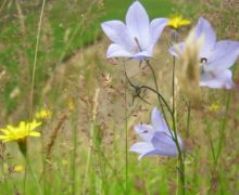 Harebells flower in August