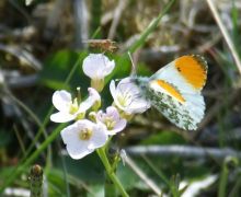 Orange Tip Butterfly on Milkmaids