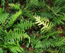 Polypody Fern