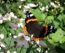 Red Admiral Butterfly