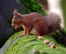 Red Squirrel going nuts!