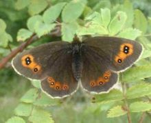 Scotch Argus Moth