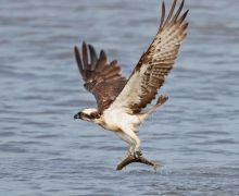 Osprey fishing