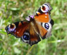 Peacock Butterfly